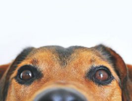 Are Pet Gadgets Worth the Investment?